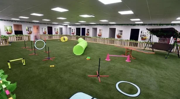 The indoor play arena at dog hotel