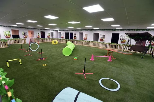 The indoor play arena at dog hotel