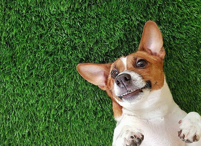 how much is artificial grass for dogs