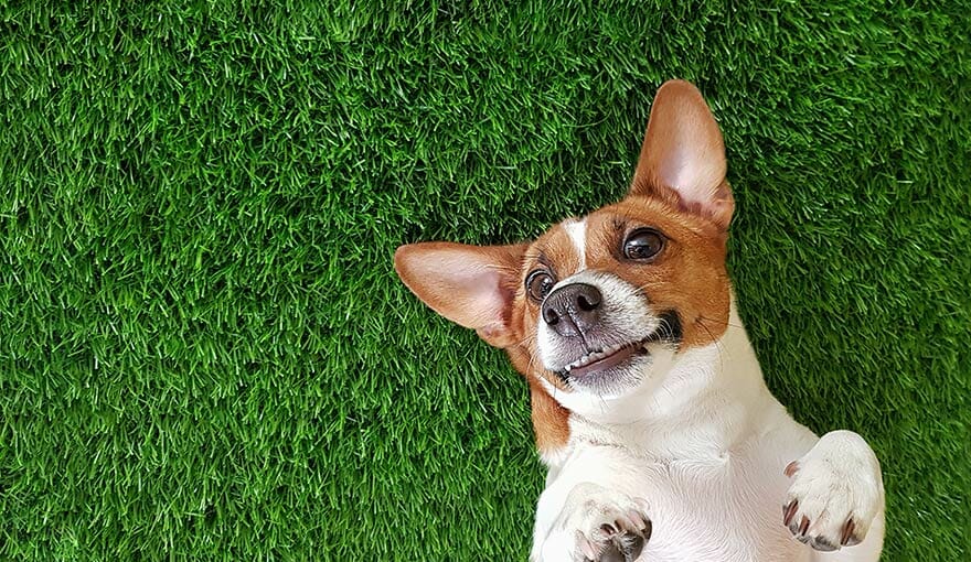 how much is artificial grass for dogs