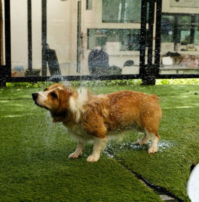 How to Take Care of Artificial Grass with Pets
