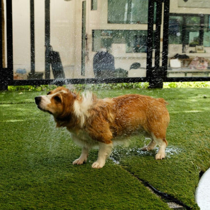 How to Take Care of Artificial Grass with Pets