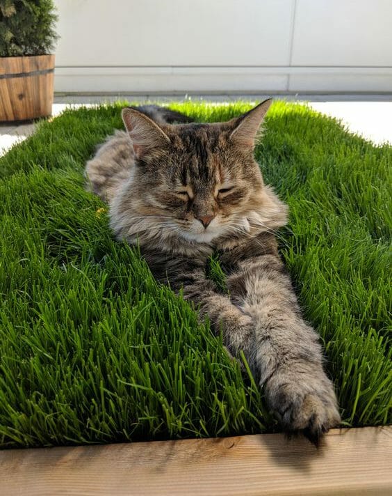 fake grass for indoor cats