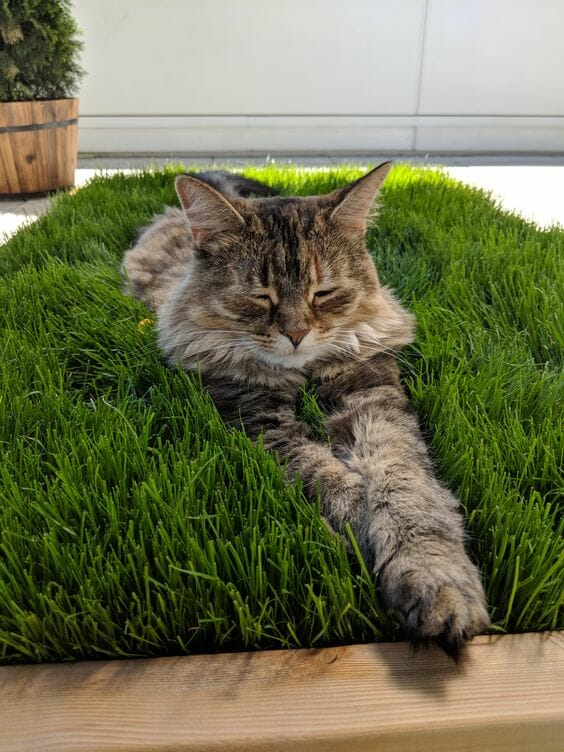 fake grass for indoor cats