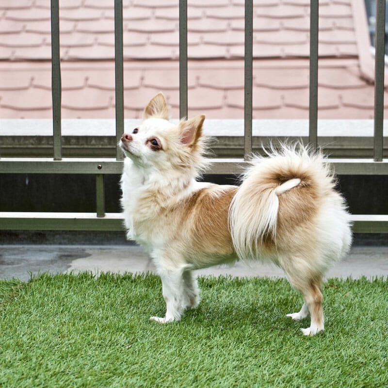 how to clean fake grass from dog urine