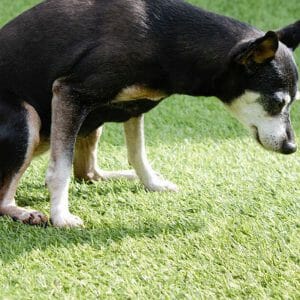 Can Dogs Pee on Artificial Grass