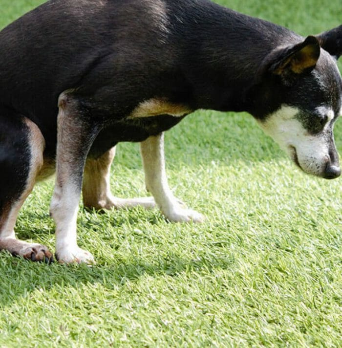 Can Dogs Pee on Artificial Grass