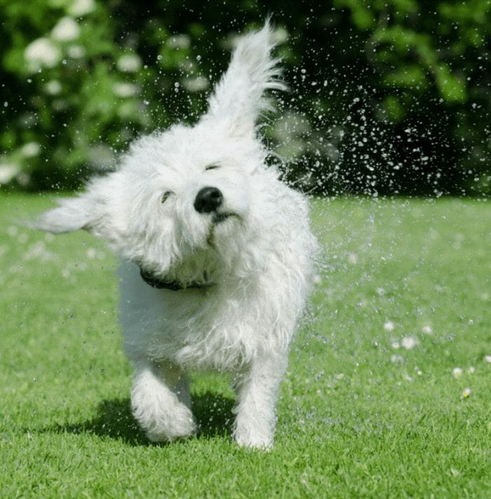 Is artificial grass too hot for dogs