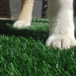 What happens if a dog urinates on artificial grass