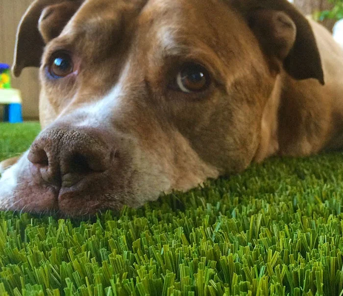 how to clean fake grass from dog poop