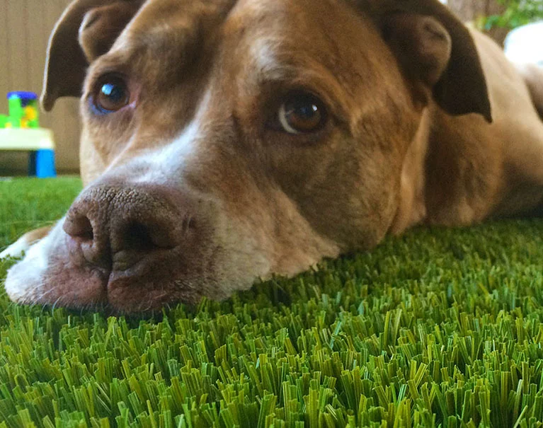 how to clean fake grass from dog poop
