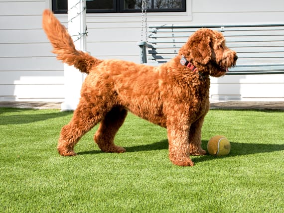 Best sub base for artificial grass with dogs