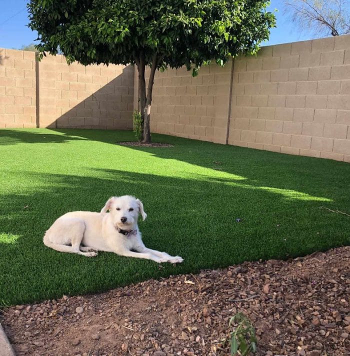 Is artificial grass safe for dogs