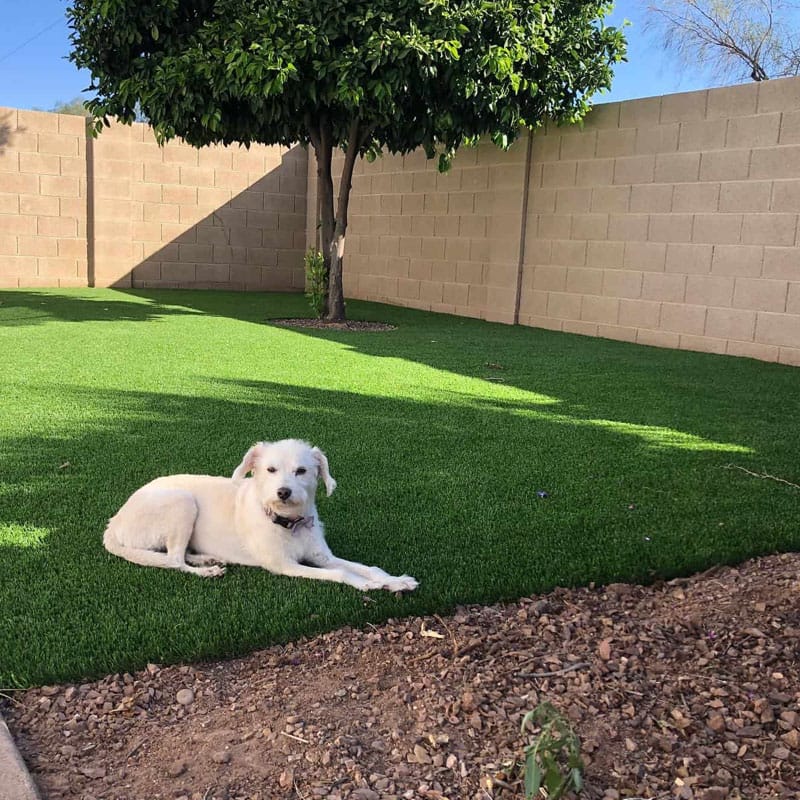 Is artificial grass safe for dogs