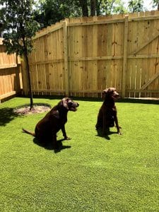 Outdoor Artificial Grass for Dogs