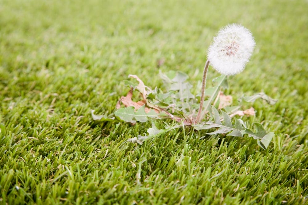 Weeds in Artificial Grass