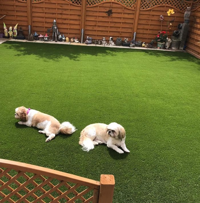 Does artificial grass smell with dogs
