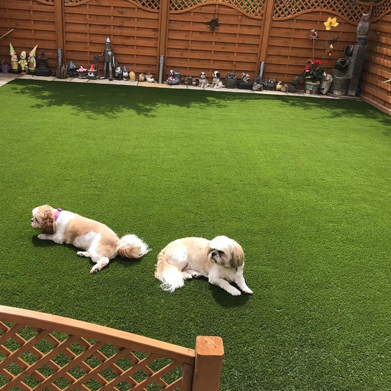 Does artificial grass smell with dogs