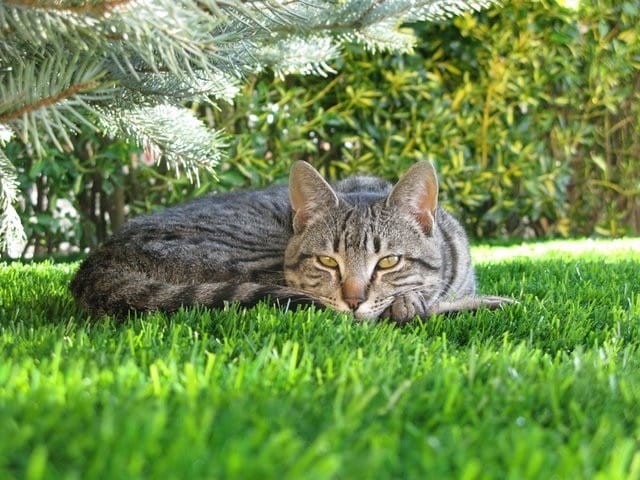 do cats like artificial grass