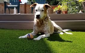 turf that doesn't get hot for dogs