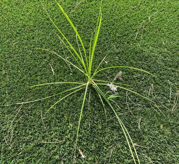 Why are weeds growing through my artificial grass