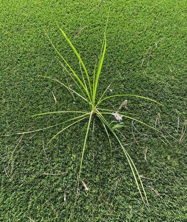 Why are weeds growing through my artificial grass