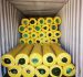 Wholesale Artificial Grass from China | Doleader Synthetic Turf Factory Exporter